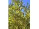 Backyard featuring trees and greenery against a bright blue sky at 205 Piedmont Alps St, Henderson, NV 89012