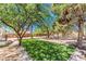 This delightful backyard features a patch of green grass, mature trees, and an enclosed fence for privacy and enjoyment at 1731 Sherwin Ln, Las Vegas, NV 89156