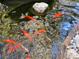 Close-up view of several colorful goldfish swimming in a clear, well-maintained outdoor pond with plants and natural lighting at 5159 N Monte Cristo Way, Las Vegas, NV 89149
