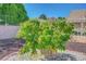 Well-kept backyard featuring a peach tree and decorative stone at 9512 Quail Ridge Dr, Las Vegas, NV 89134