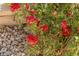Close up shot of vibrant red flowers in full bloom at 17 Winding Rd, Henderson, NV 89052