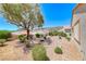 Expansive xeriscaped backyard featuring lush shrubs, a mature shade tree, and views of the surrounding community at 2501 Celestial Light Dr, Henderson, NV 89044