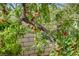 Lush backyard garden featuring peach tree at 2440 Ping Dr, Henderson, NV 89074