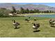 Idyllic view of geese near a pond on a lush golf course, with a serene mountain backdrop at 7669 Fieldfare Dr, North Las Vegas, NV 89084