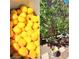 Homegrown fruit harvest and fruit tree at 3013 Sungold Dr, Las Vegas, NV 89134