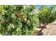 Home exterior with pomegranate trees and desert landscaping at 3013 Sungold Dr, Las Vegas, NV 89134