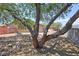 Backyard view highlighting mature trees and potential outdoor living and entertaining space at 5480 Lincolnwood Ct, Pahrump, NV 89061