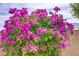 Close up of vibrant pink bougainvillea at 9035 Drummer Bay Ave, Las Vegas, NV 89149