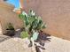 Desert landscaping with a large cactus and decorative rocks, adding a unique touch to the property at 2035 E Warm Springs Rd # 1017, Las Vegas, NV 89119