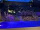 Backyard pool with rock waterfall and spa, illuminated with blue lighting at night at 8 Via Tiberina, Las Vegas, NV 89011