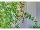Close-up of a pomegranate tree, showcasing beautiful foliage near the front entrance at 1025 Clover Tip Ct, Las Vegas, NV 89123