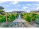 Vineyard in backyard featuring rows of grape vines and a concrete walkway leading to the house at 2261 Pampa Ave, Pahrump, NV 89048