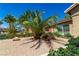 Close up view of a palm tree and desert landscaping at 906 Sitting Bull Dr, Henderson, NV 89014