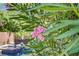 Pink flowers are featured in this shot of the backyard pool and beautiful landscaping at 6440 Bristlebird St, North Las Vegas, NV 89084