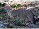 Gray fox standing amongst bushes and rock at 3971 Arlberg Way, Mount Charleston, NV 89124