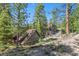 Exterior view of home and shed surrounded by lush trees and vegetation at 5230 Whispering Robin Ln, Mount Charleston, NV 89124