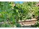 Close-up of a lush green fruit bush with unripe fruit, adding natural beauty and visual interest to the landscape at 4160 Elegant Chateau St, Las Vegas, NV 89135