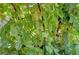 Lush grape vines showcasing developing grapes, adding natural beauty and potential harvest to the backyard at 4160 Elegant Chateau St, Las Vegas, NV 89135