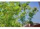 Young pomegranate tree with developing fruit, adding natural beauty and a potential harvest to the yard at 4160 Elegant Chateau St, Las Vegas, NV 89135