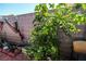 Backyard featuring a bearing apricot tree against a cinderblock wall and brick ground cover at 6520 Blooming Sun Ct, Las Vegas, NV 89142