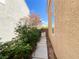 Home's side yard featuring a landscaped walkway, privacy bushes, and a secure gate, perfect for outdoor enjoyment at 8125 Rio De Janeiro Dr, Las Vegas, NV 89128