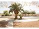Street view featuring a mature palm tree and landscaped area in front of a residential home at 3436 N Tenaya Way, Las Vegas, NV 89129