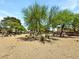 Xeriscaped community landscape featuring drought-tolerant plants and trees at 2204 Short Pine Dr, Las Vegas, NV 89108