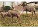 Desert bighorn sheep grazing in a yard near a house and landscaping at 508 Tara Ct, Boulder City, NV 89005