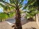 Lush backyard showcasing mature palm trees, gravel landscaping, and a concrete patio for outdoor living at 6638 Babys Tear Pl, Las Vegas, NV 89148