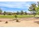 Expansive backyard with green grass and mature trees, offering a serene outdoor space at 7332 Redhead Dr, North Las Vegas, NV 89084