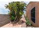 Landscaped side yard with a walkway, a lush tree, flowering plants, and a boundary wall at 9329 Mountain Cliffs Ave, Las Vegas, NV 89129