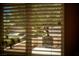 Exterior view of landscaping and a home, seen through window blinds, capturing a serene neighborhood setting at 2708 Cheer Pheasant Ave, North Las Vegas, NV 89084