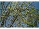 A detailed view of a tree filled with green leaves and red fruit, set against a clear blue sky at 18480 State Hwy 160, Las Vegas, NV 89161