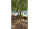 Serene backyard featuring a mature shade tree with ample privacy from brick perimeter wall and neighbor homes at 6113 Desert Haven Rd, Las Vegas, NV 89130