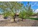 Private backyard featuring mature pine trees, a hot tub, and desert landscaping at 2621 Icy Moon St, Henderson, NV 89044