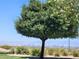 Scenic view featuring lush green trees, a clear blue sky, and city views at 987 Wembly Hills Pl, Henderson, NV 89011