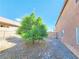 View of the backyard showing gravel ground cover, partial fence, mature tree and back of home at 1951 Teepee Rd, Pahrump, NV 89048