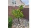 Backyard featuring a young shade tree surrounded by rock landscaping and a block privacy wall at 9853 Bangalore Ct, Las Vegas, NV 89148