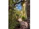 Beautifully landscaped walkway with mature trees and plants offering a peaceful entry to the home at 1800 Amarone Way, Henderson, NV 89012