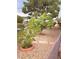 Backyard featuring rock landscaping, mature trees, and a view of a neighboring property at 2504 Libretto Ave, Henderson, NV 89052