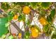 Close up of lemon tree full of ripe lemons at 8029 Flambeau St, Las Vegas, NV 89131