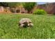 A turtle slowly makes its way across a beautiful green lawn at 8504 Mystic Night Ave, Las Vegas, NV 89143