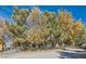 Exterior view of a charming home with mature trees, and a chain-link fence at 6325 Guy Ave Ave, Las Vegas, NV 89131