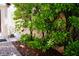 Walkway flanked by lush greenery at 9355 W Viking Rd, Las Vegas, NV 89147