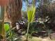 Backyard view showing a garden with palm trees and lots of green plants at 3167 El Cedro Cir, Las Vegas, NV 89121