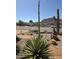 Desert landscaping featuring a variety of cacti, desert plants, and rock accents in the front yard at 444 Viewmont Dr, Henderson, NV 89015