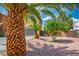 Landscaped front yard featuring desert landscaping with palm trees at 7340 Elderly Ave, Las Vegas, NV 89131