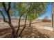 A gravel-filled backyard surrounded by a metal fence with desert trees at 2008 Royal Gardens Pl, North Las Vegas, NV 89084