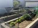 Vegetable garden featuring raised beds with fresh lettuce and a wire mesh protection at 3031 Pebble Beach Ave, Pahrump, NV 89048