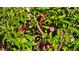 Fruit tree with lush green leaves and ripe plums is ready for the harvest and delicious snacking at 8290 Gagnier Blvd, Las Vegas, NV 89113